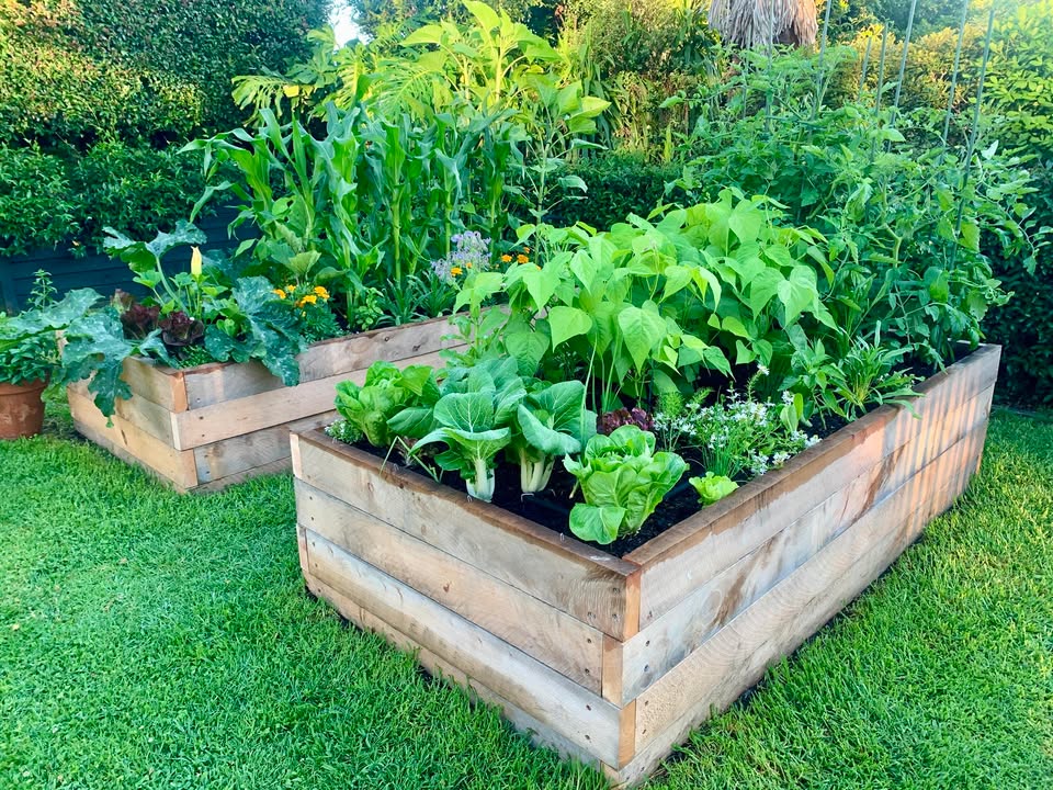 Timber Raised Gardens