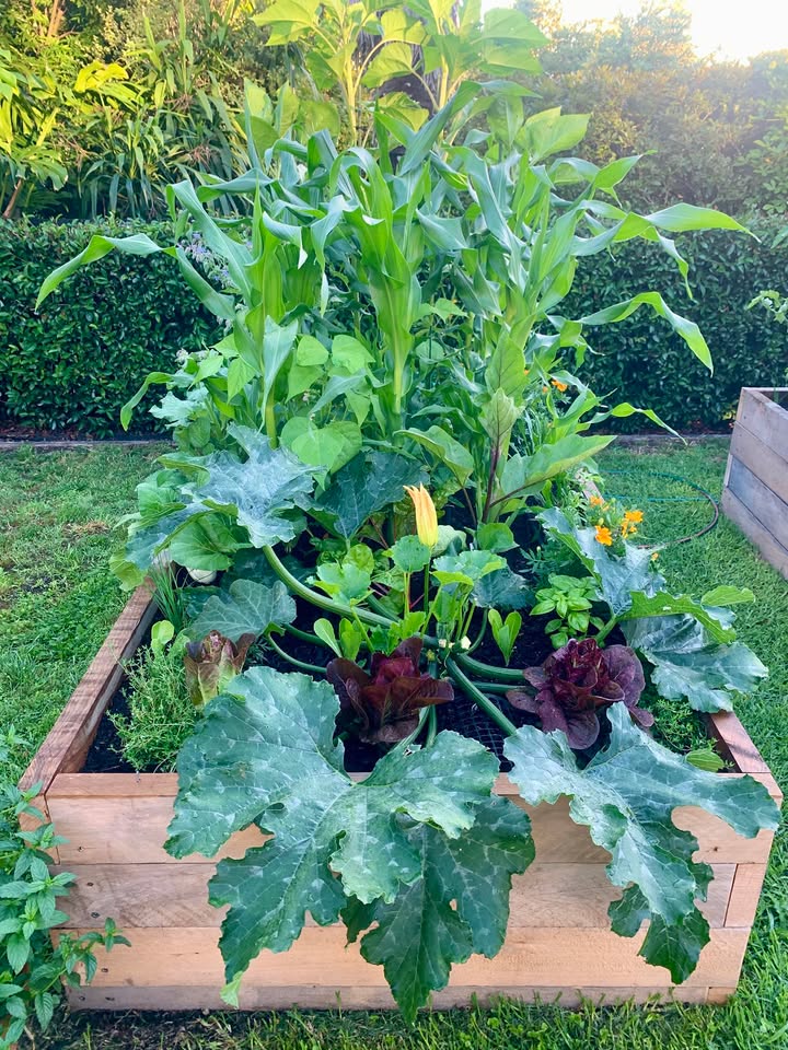 Freshly planted macrocarpa beds