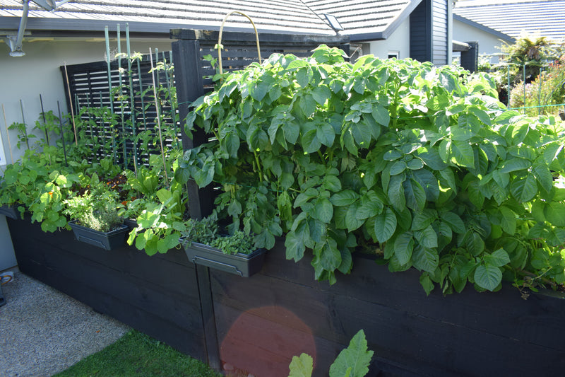 Planter with trellis positioned beside outdoor dining
